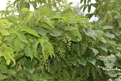 Humulus lupulus