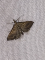 Metasia ibericalis