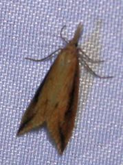 Donacaula forficella