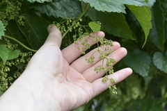 Humulus lupulus