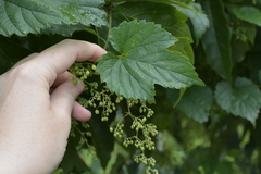 Humulus lupulus