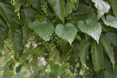 Humulus lupulus