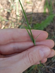 Dianthus chinensis