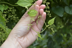 Humulus lupulus