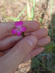 Dianthus chinensis