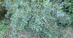 Prunus fruticosa