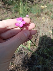 Dianthus chinensis