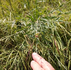 Oenothera glaucifolia