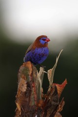 Granatina ianthinogaster