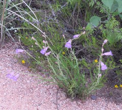 Penstemon dasyphyllus