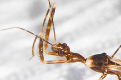 Stenolemoides arizonensis