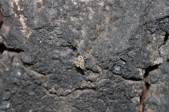 Neaethus