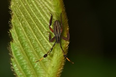 Spathophora