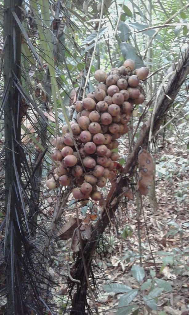 Astrocaryum malybo