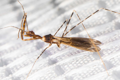 Stenolemoides arizonensis