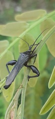 Grammopoecilus