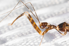 Stenolemoides arizonensis