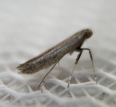 Caloptilia hypericella