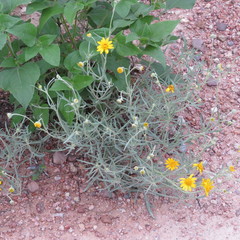 Senecio flaccidus flaccidus