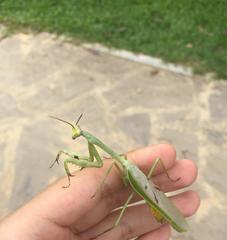 Stagmatoptera supplicaria