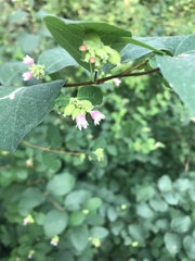 Symphoricarpos albus
