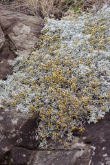 Helichrysum argyrophyllum