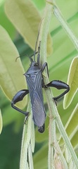 Grammopoecilus