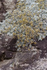 Helichrysum argyrophyllum