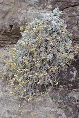 Helichrysum argyrophyllum