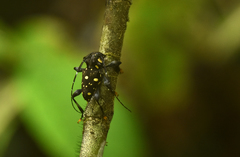 Acanthoderes daviesii