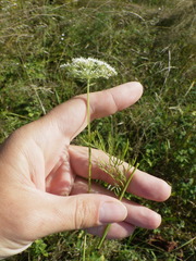 Kadenia dubia
