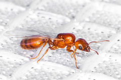 Solenopsis amblychila