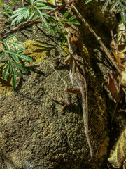 Anolis anisolepis