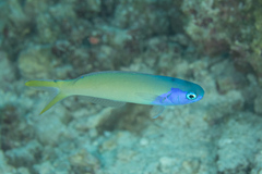 Hoplolatilus starcki