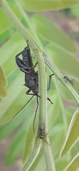 Grammopoecilus