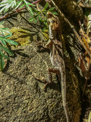 Anolis anisolepis