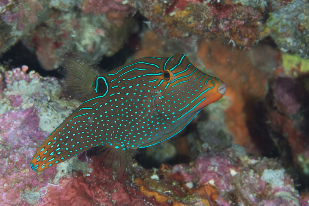 False-Eyed Pufferfish