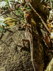 Anolis anisolepis
