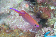 Pyronotanthias smithvanizi