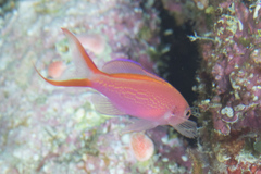 Pyronotanthias smithvanizi