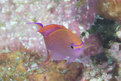 Pyronotanthias smithvanizi
