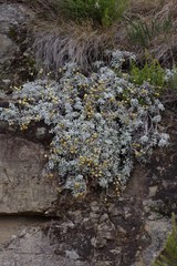 Helichrysum argyrophyllum