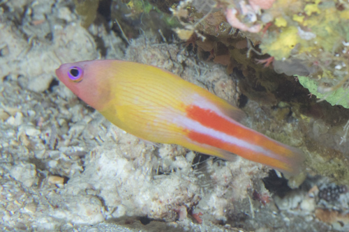 Manylined basslet (Liopropoma multilineatum) — Serranidae