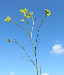 Sisymbrium polymorphum
