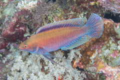 Cirrhilabrus beauperryi