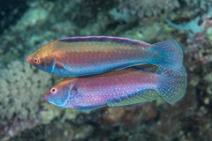 Cirrhilabrus beauperryi