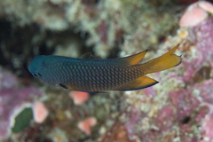 Pomacentrus philippinus