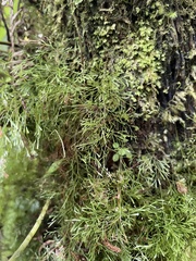 Polyphlebium capillaceum