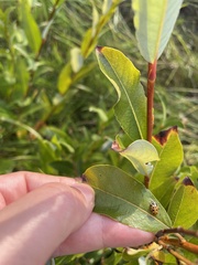 Hippodamia tredecimpunctata