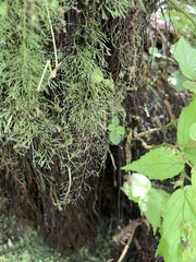 Polyphlebium capillaceum